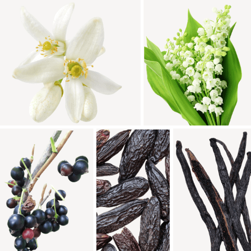 Duftnoten: Jasmin, Tonkabohne, schwarze Johannisbeere, Maiglöckchen, Vanille